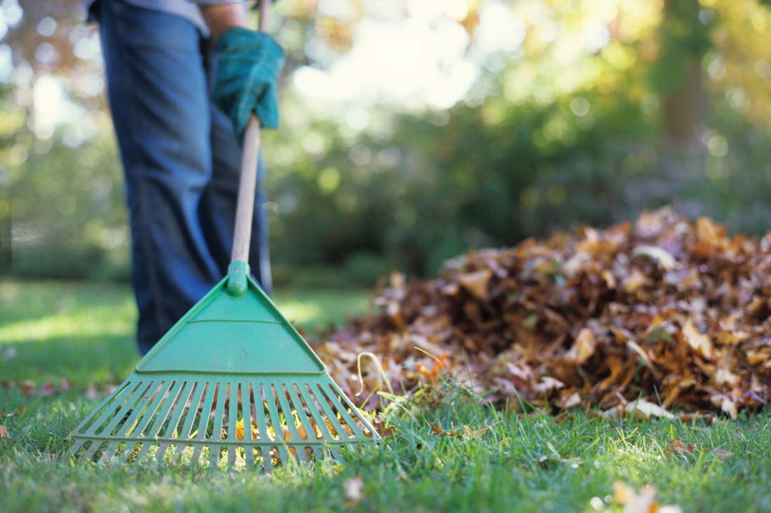 Raking leaves