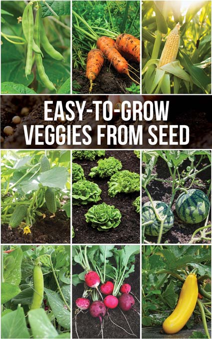 Easy to grow veggies from seed