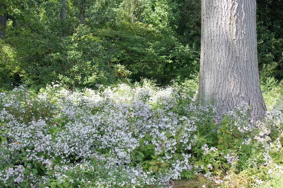 White wood Asters