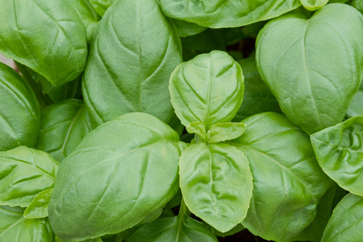 Basil 'Treviso'