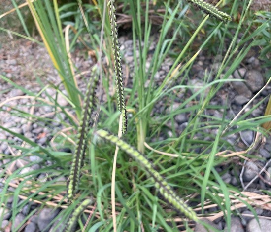 Dallisgrass
