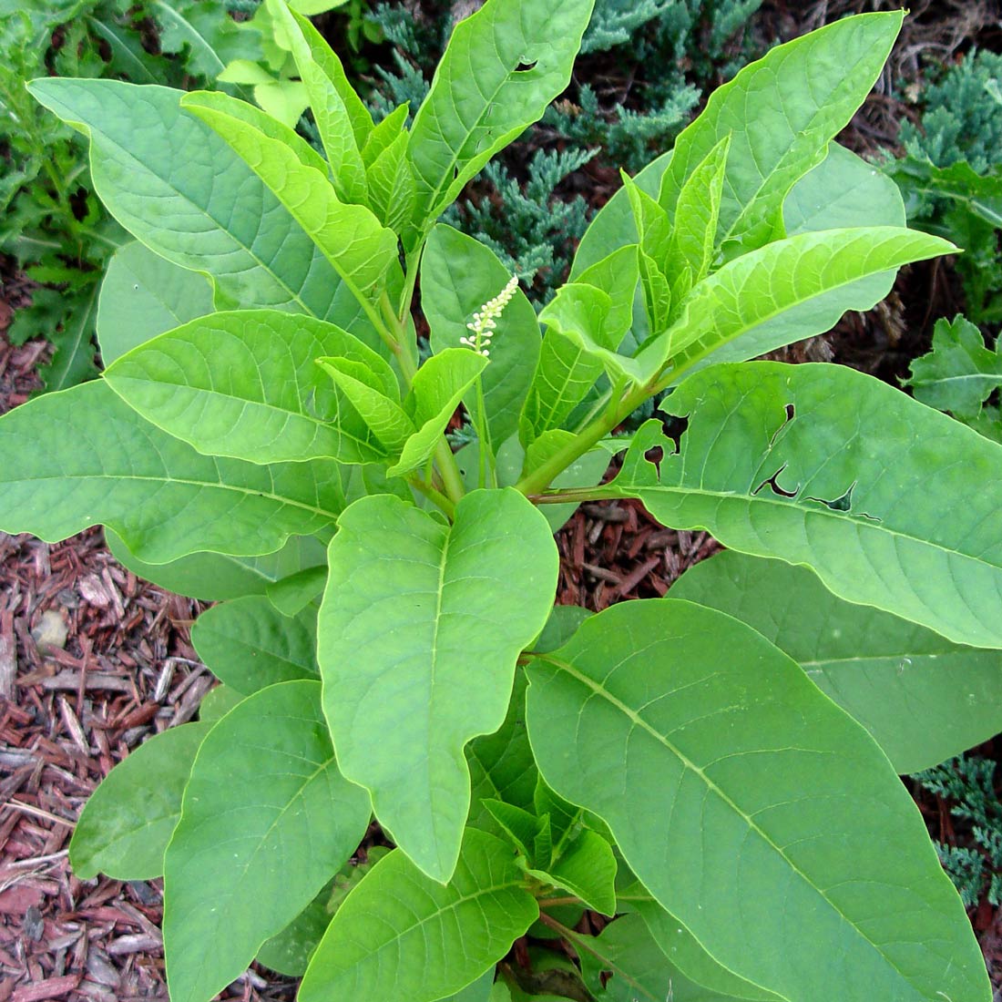 Early-summer pokeweed