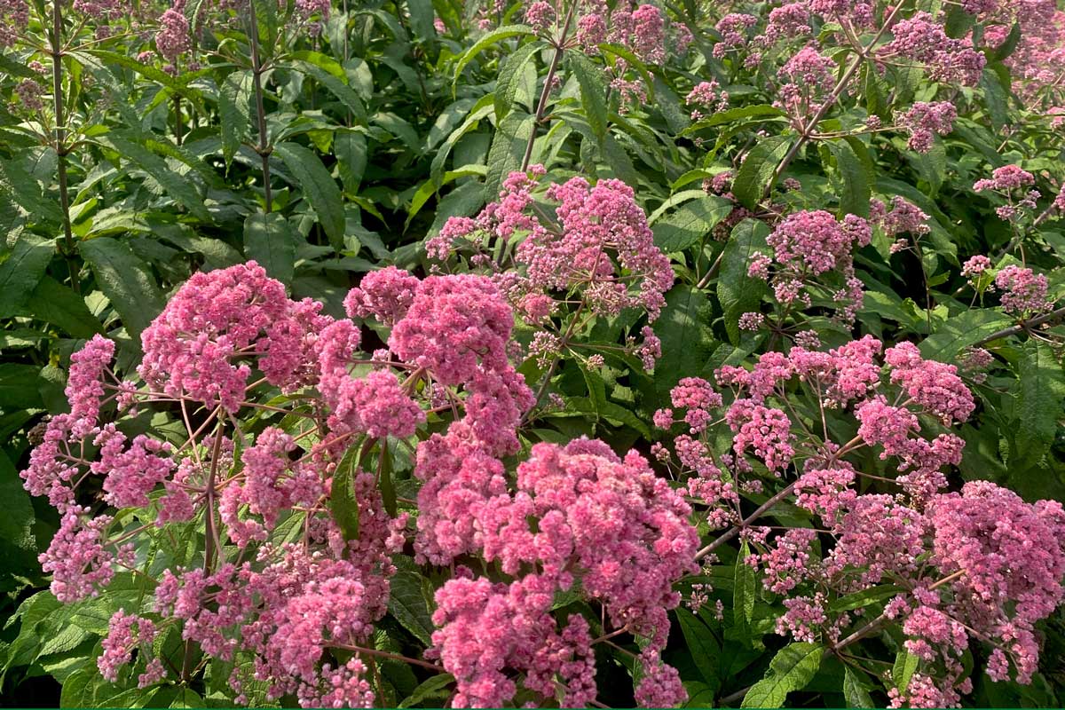 Joe Pye weed 'JoJo'