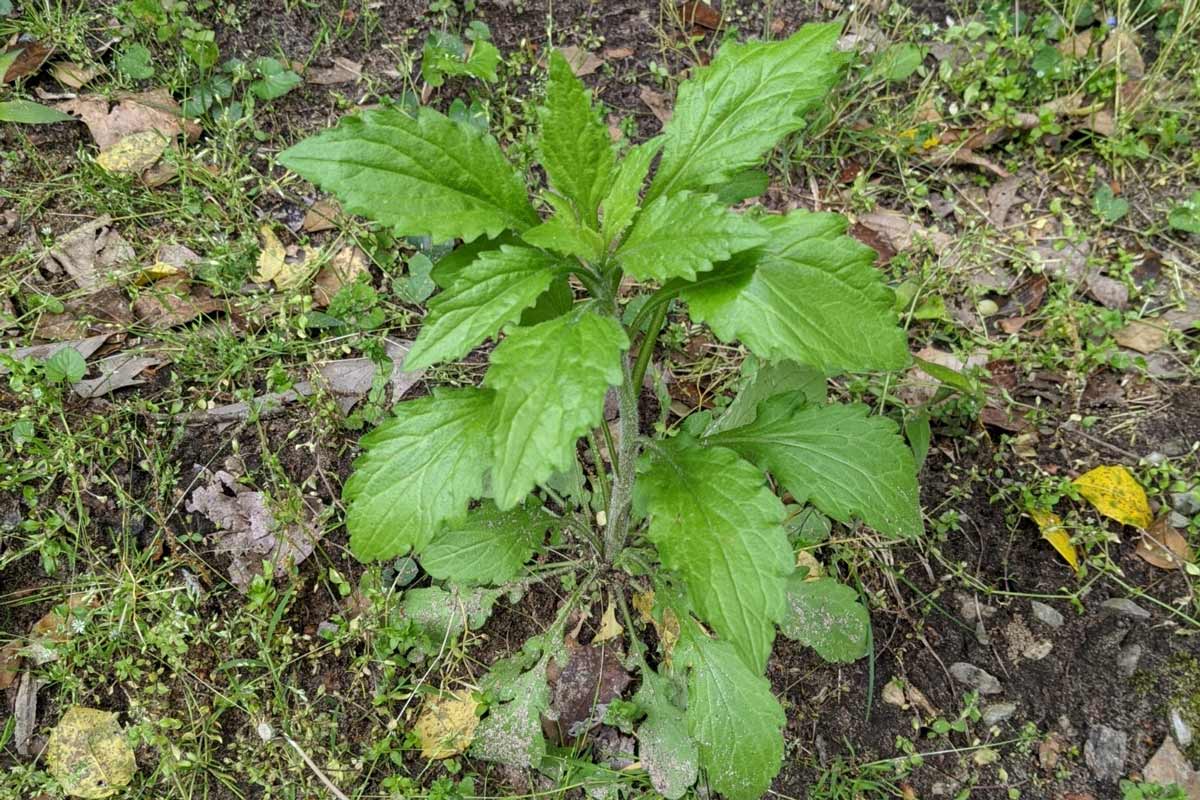 Young hairy galinsoga plant