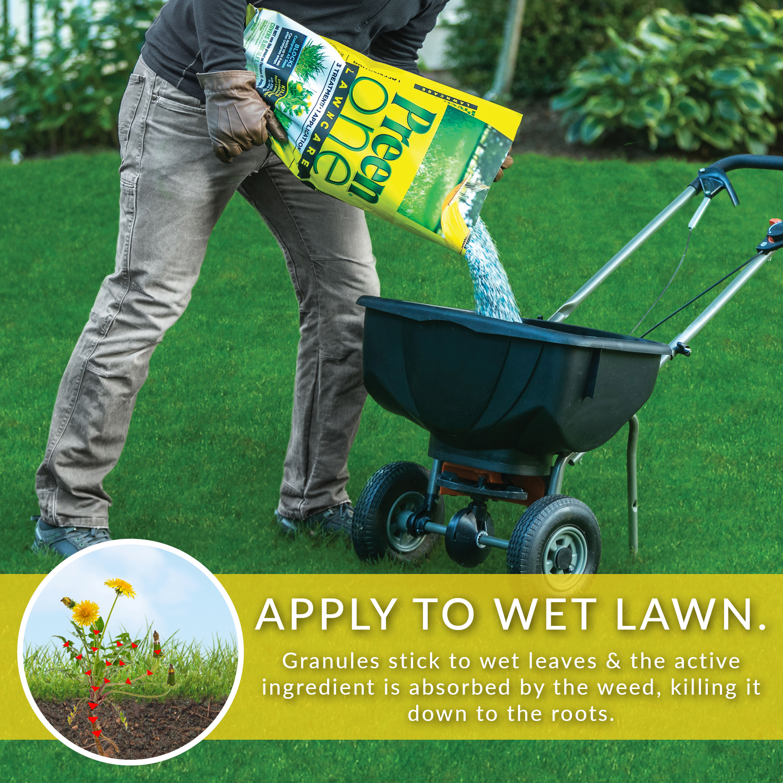 Aplly Preen One Lawncare 3-in-1 weed & feed to a wet lawn