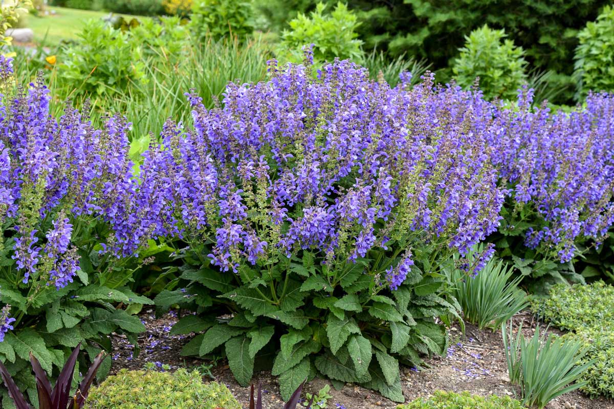 Large 'Big Sky' salvia