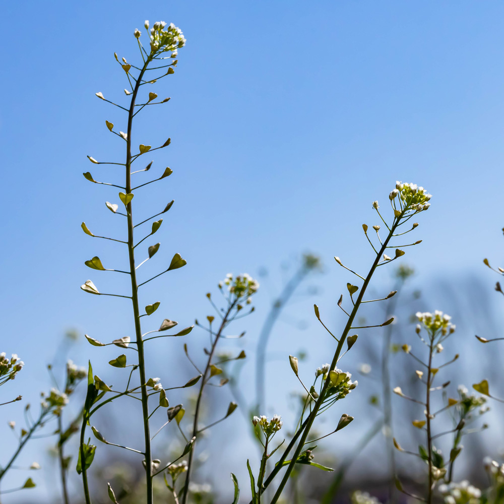 Shepherd's purse flower stems with seedpods.