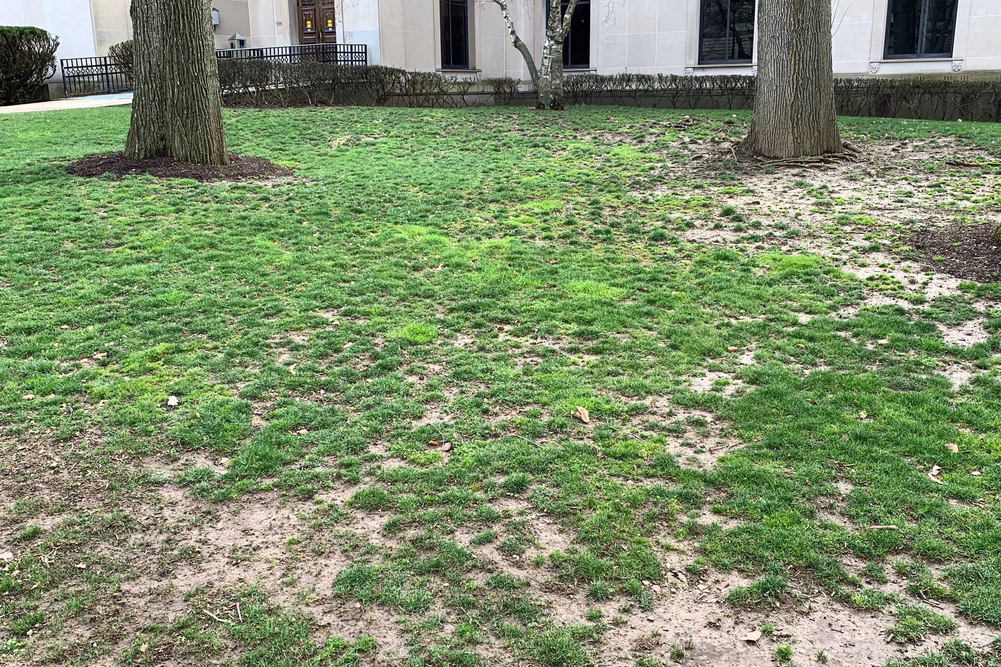 Thin lawn due to shade and root competition from mature trees