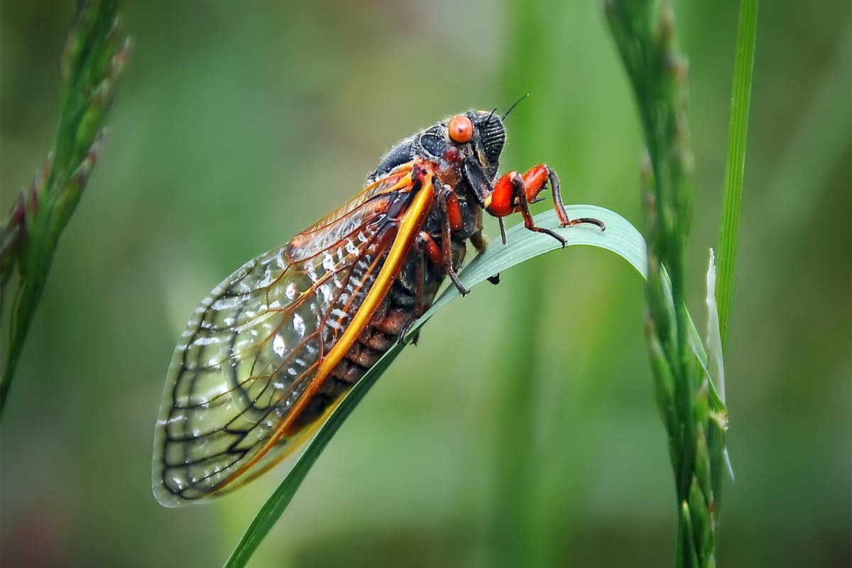 Cicadas are insects that brood underground for 17 years, and when they emerge, can be heard making a loud, steady, screeching noise. WerksMedia / iStock / Getty Images Plus