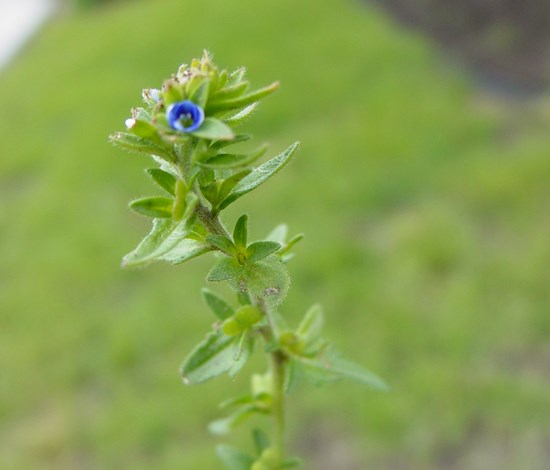 Corn speedwell
