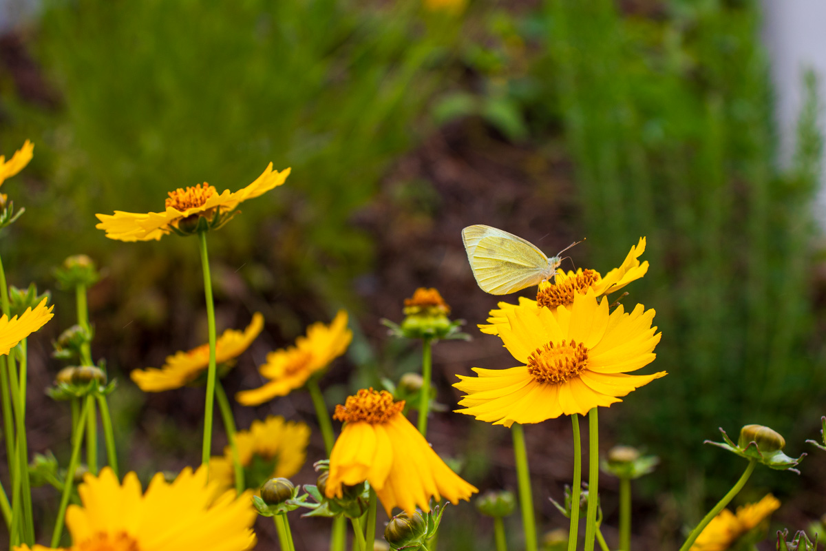 Butterfly on Coreopsis