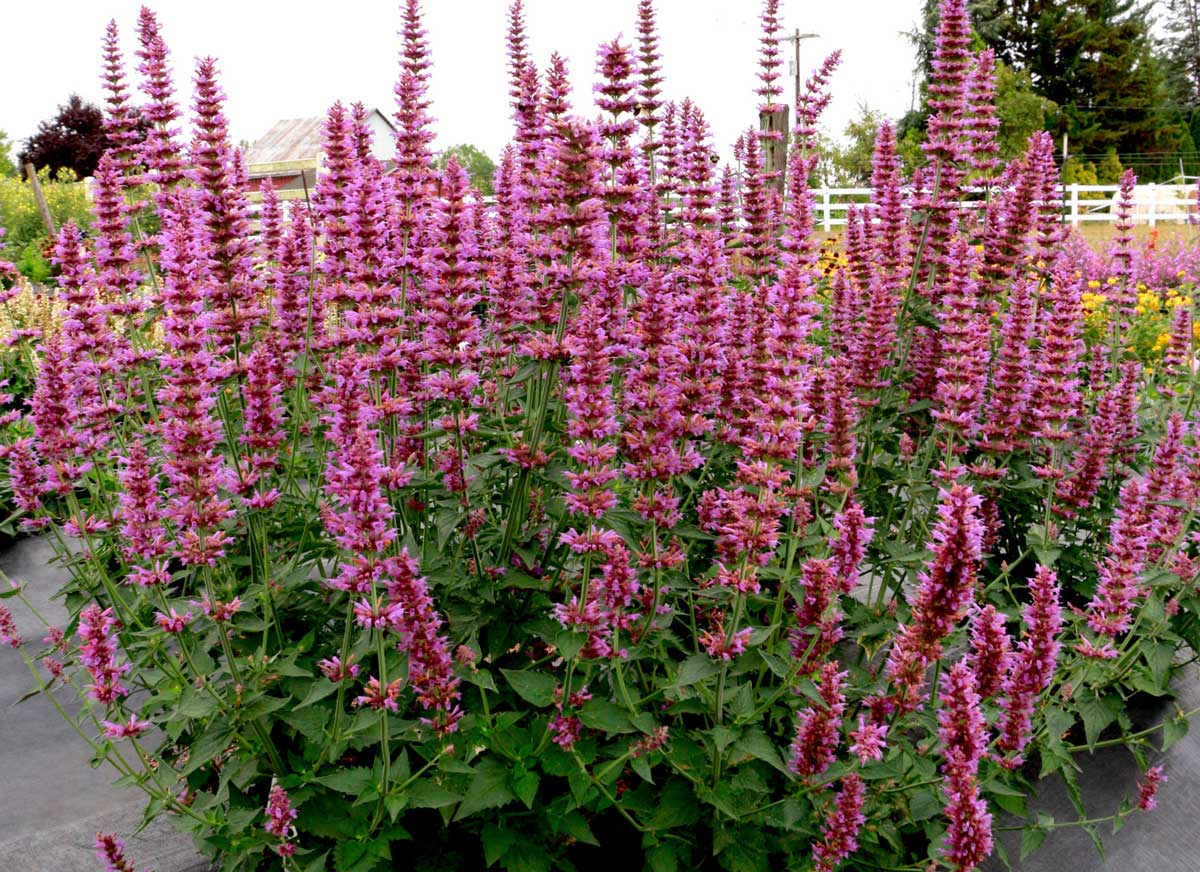 Agastache 'Prince's Plume'