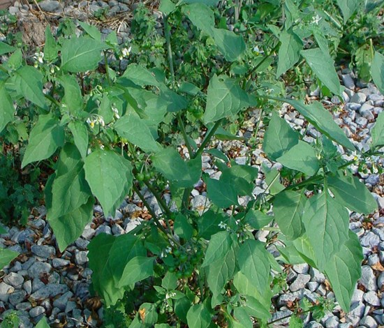 black nightshade