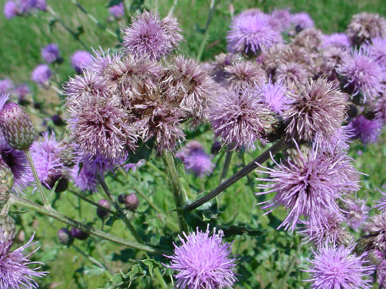 Canada thistle