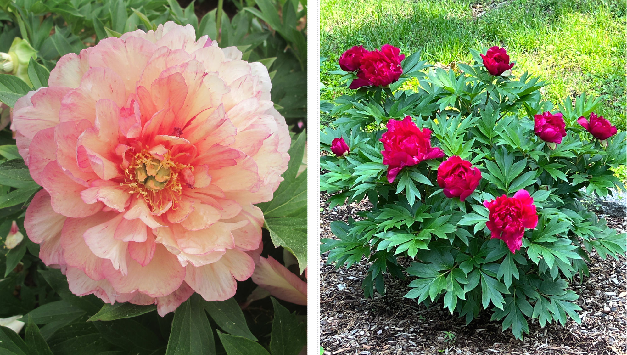 Garden Candy Itoh peony Simply Scrumptious and Candy Apple