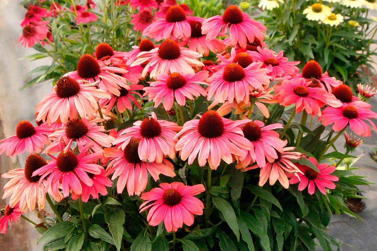 Coneflower Revelation 'Coral' large, long-lasting blooms of coral-pink