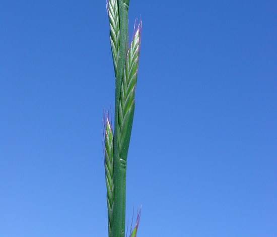 perennial ryegrass flowerhead