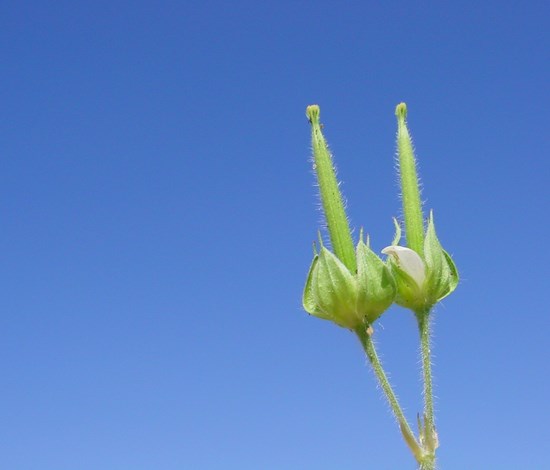 Carolina geranium seedhead