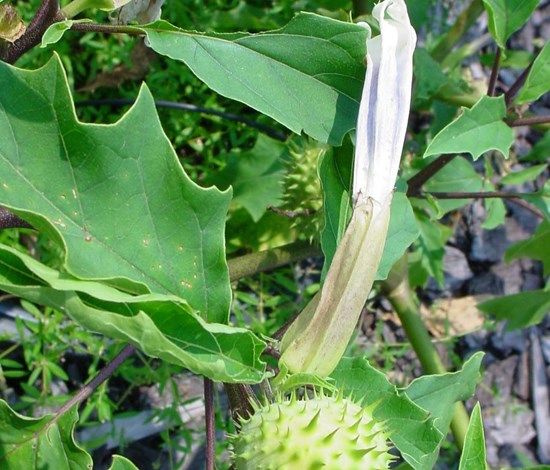 jimsonweed seedpod
