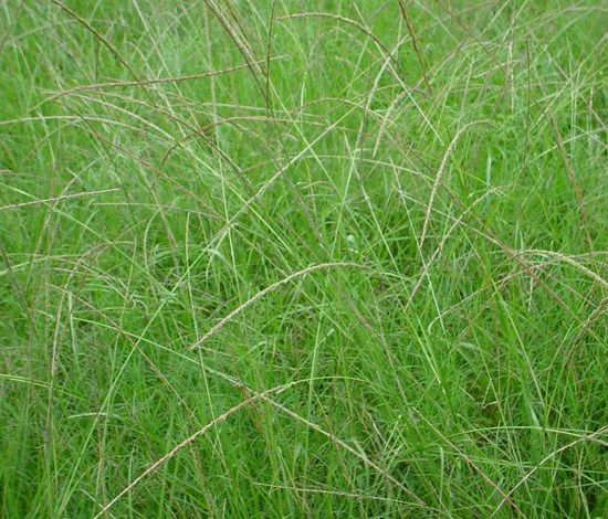 smutgrass
