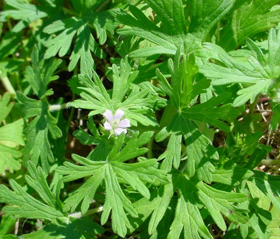 Carolina geranium