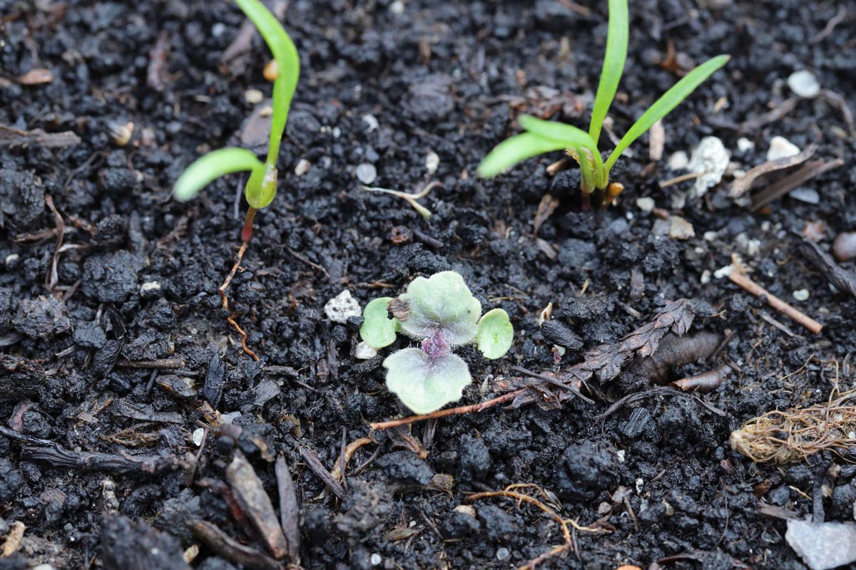 Corn speedwell seedling in fall.