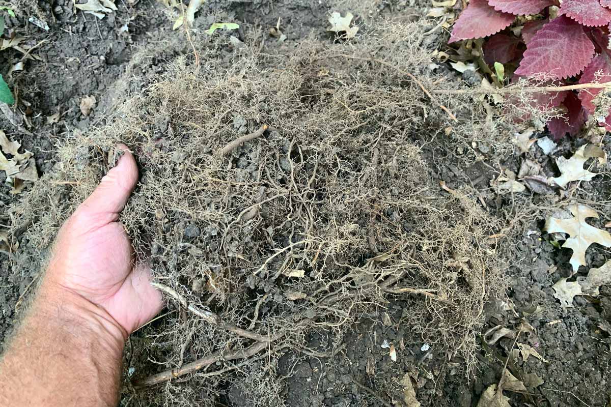 Matted tree roots