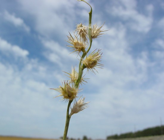 sandbur flowers