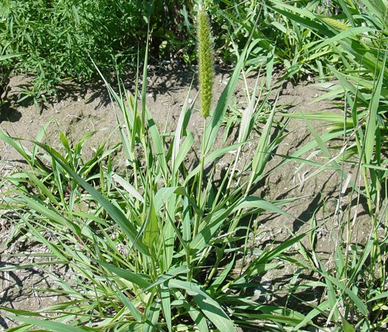 Green foxtail