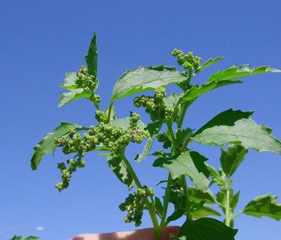 nettleleaf goosefoot