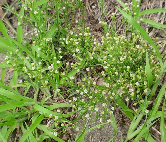Conyza Canadensis, marestail, plant in flower
