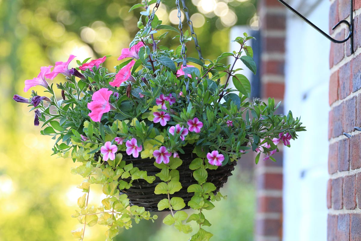 Hanging basket with pink flowers and trailing vines