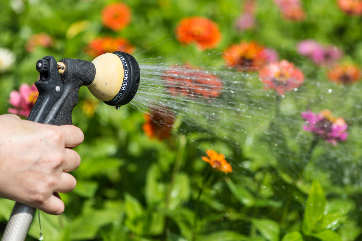 Watering Triage: What to Water First and What Can Wait