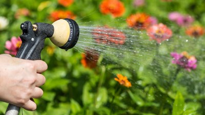 Watering a flower garden in summer with a hose