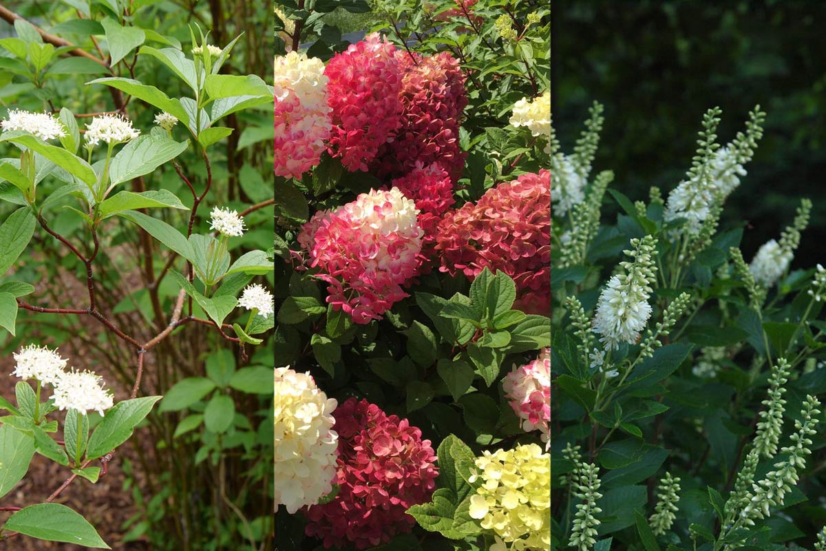 Summer blooming shrubs red-osier dogwood, panicle hydrangea and summersweet