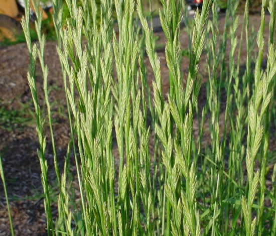 perennial ryegrass