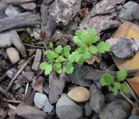 Groundsel Senecio Vulgaris seedling