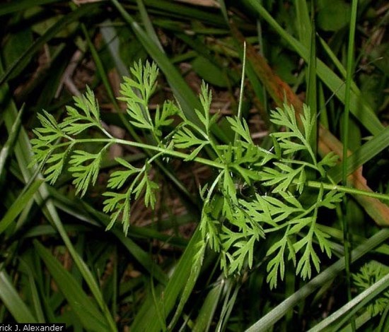 wild carrot