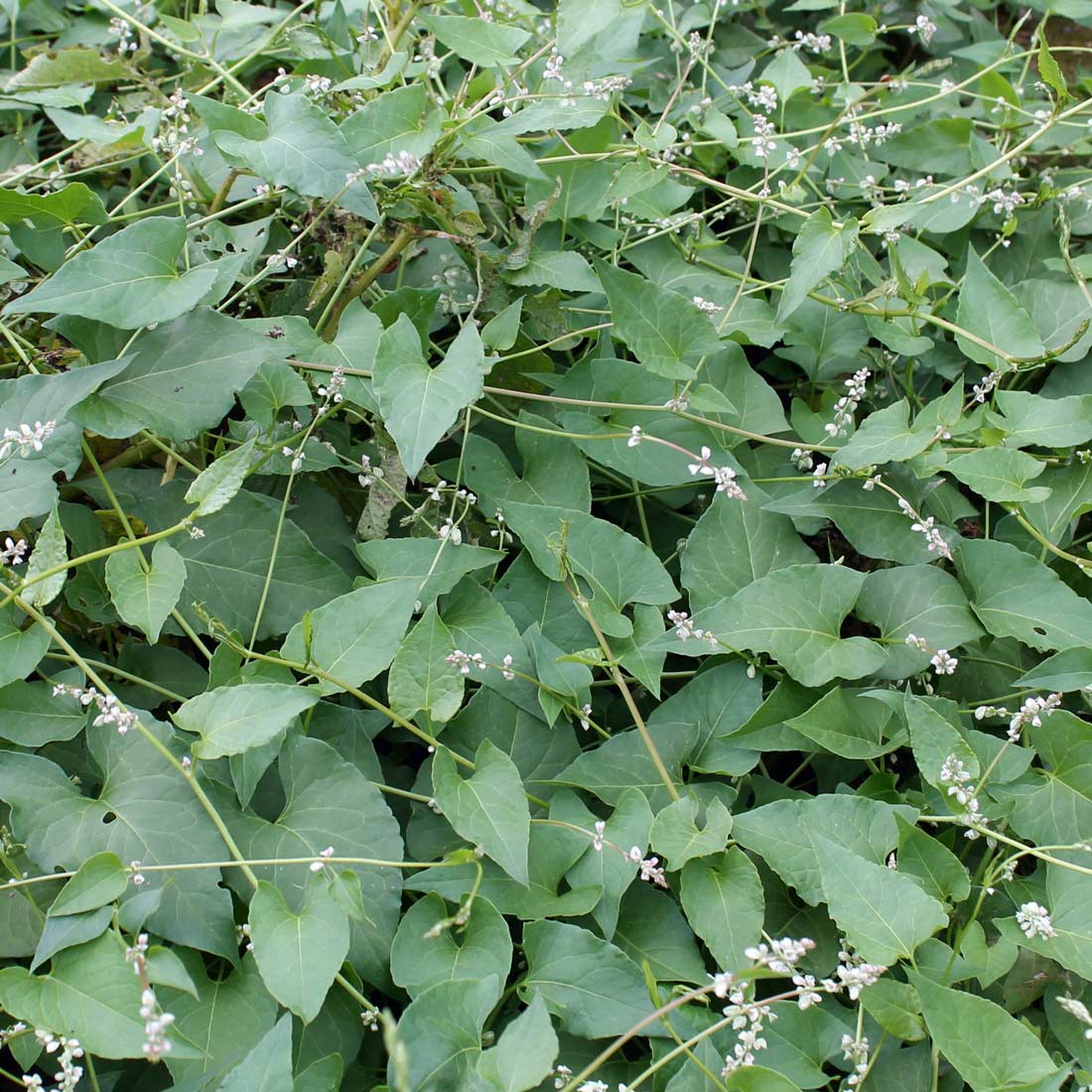 Dense colony of field bindweed.