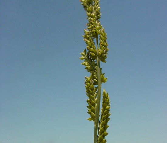 junglerice seedhead
