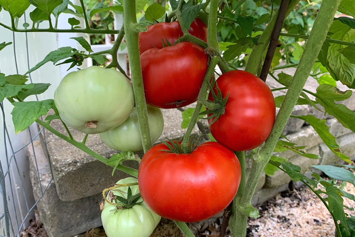 Wonder Star Red tomatoes on the vine