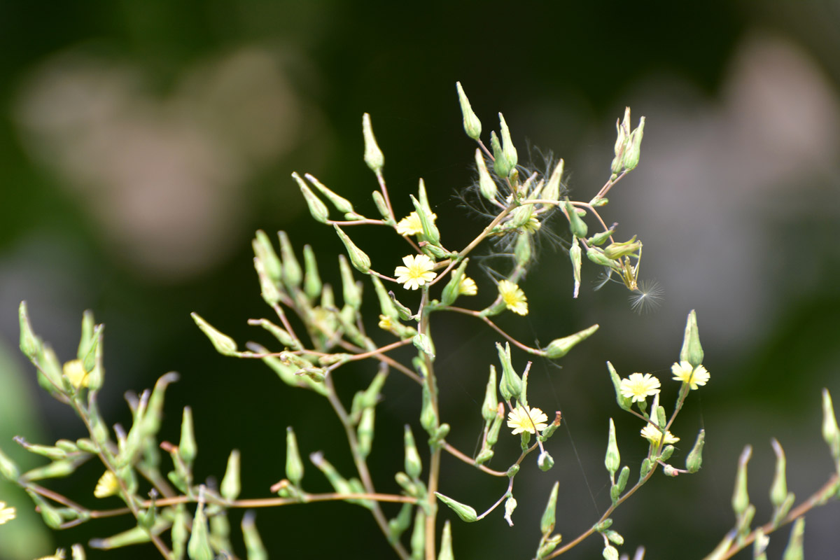 Prickly lettuce (Lactuca serriola)