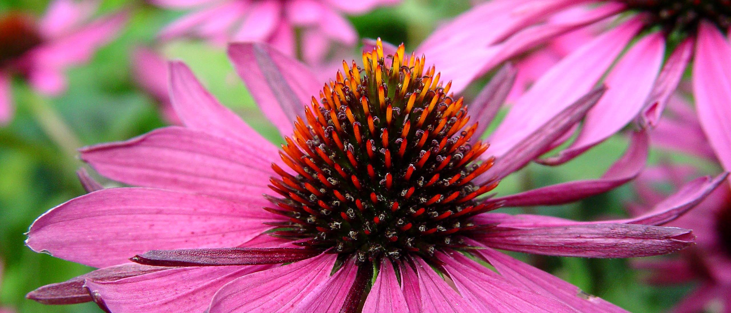 Coneflower bloom
