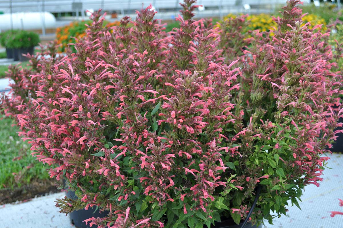 Agastache Summerlong Coral with coral flower spikes