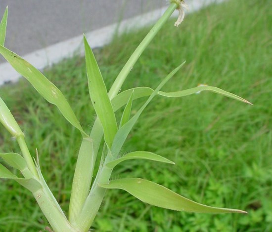 Crowfootgrass