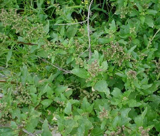 nettleleaf goosefoot