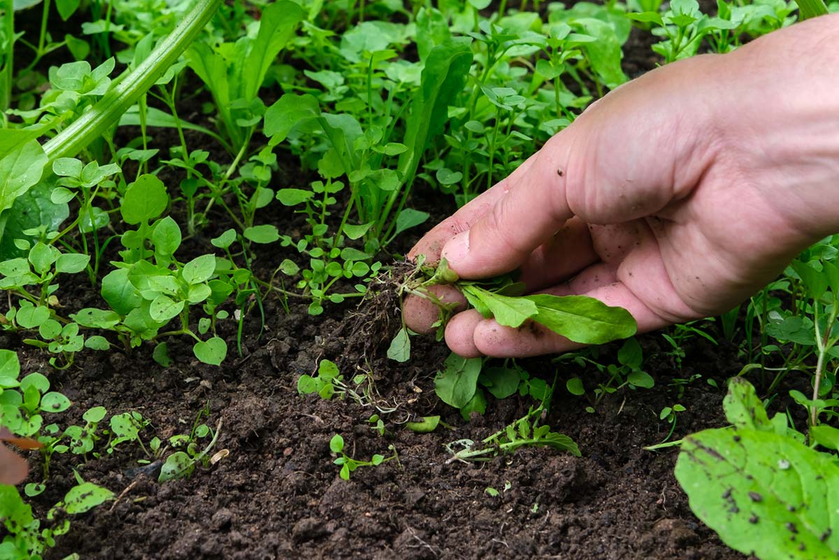 Hand pulling chickweeds in a vegetable garden