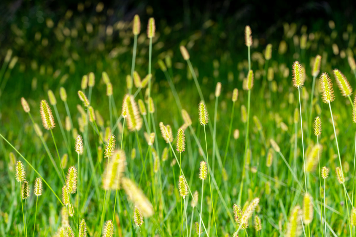 Yellow foxtail infestation