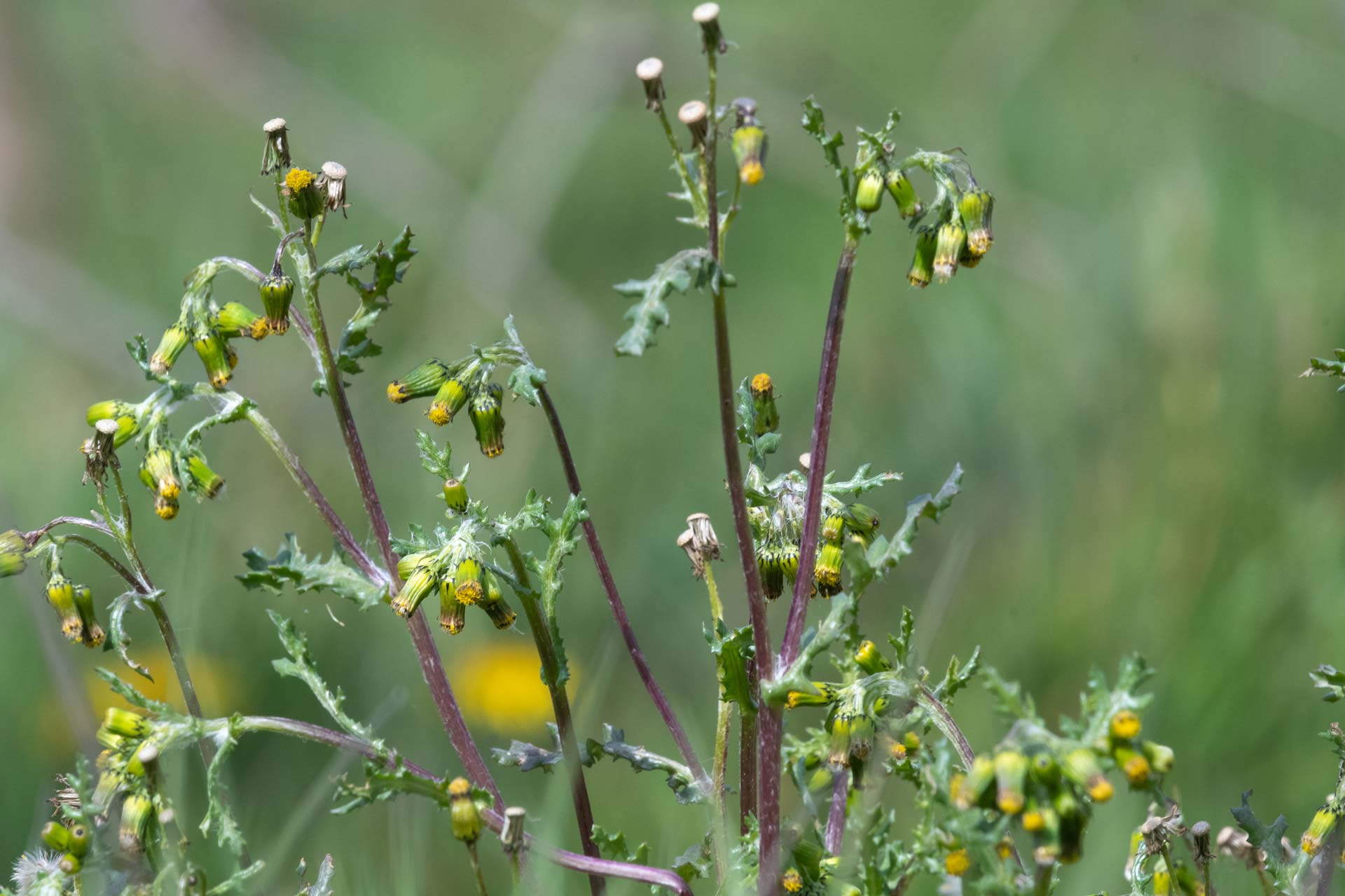 Groundsel (Senecio vulgaris)