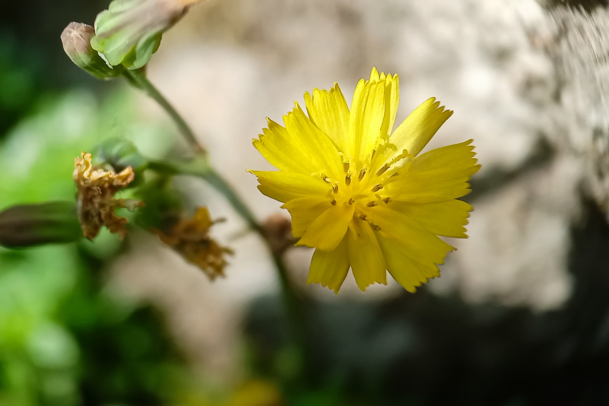 Prickly lettuce yellow flower